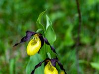 Frauenschuh Orchideen